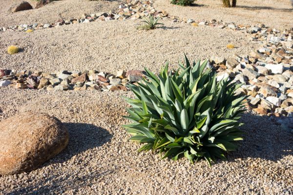 Xeriscaping Service in Louisville