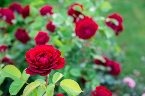 Rose Planting in Louisville