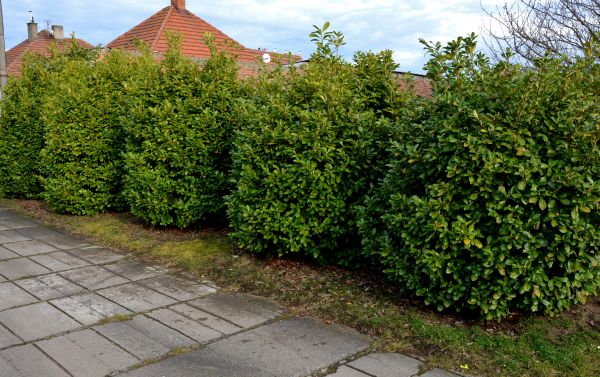 Privacy Shrub Installation in Louisville