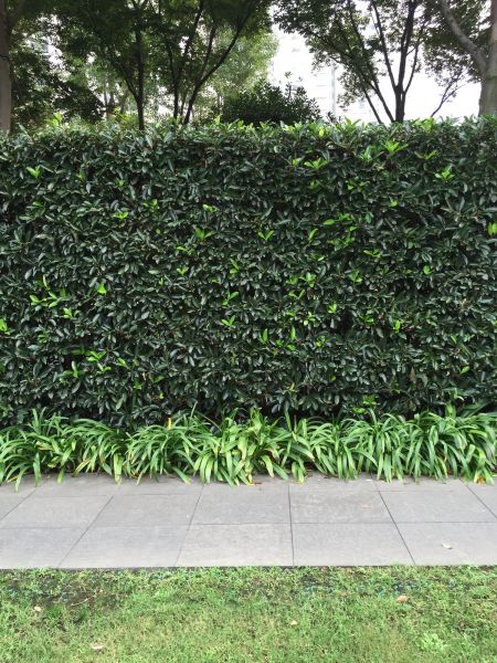 Privacy Shrub Planting in Louisville