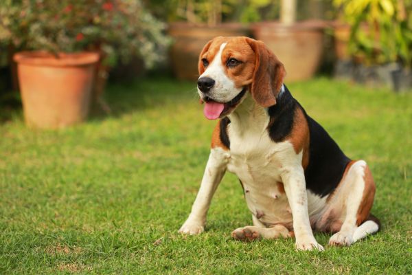 Dog Friendly Landscaping in Louisville