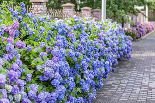 Hydrangea Landscaping in Louisville