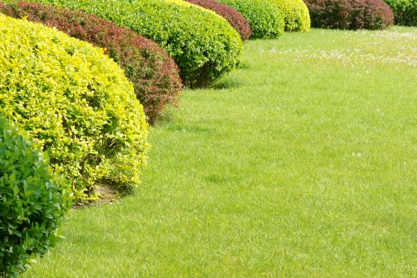 Shrubbery Planting in Louisville