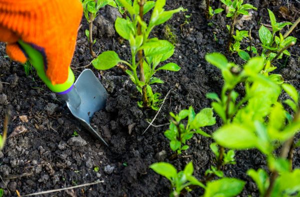 Hydrangea Planting in Louisville