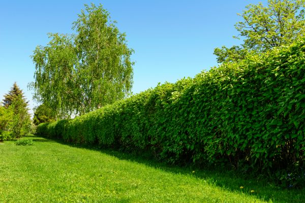 Hedge Replacement in Louisville