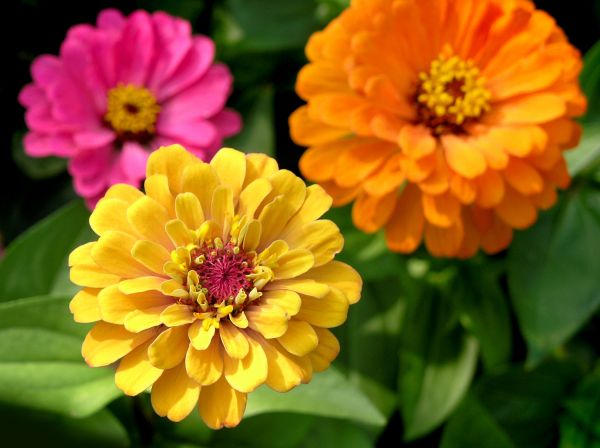 Zinnia Planting in Louisville