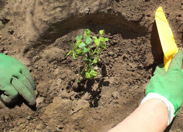 Rose Bush Planting in Louisville