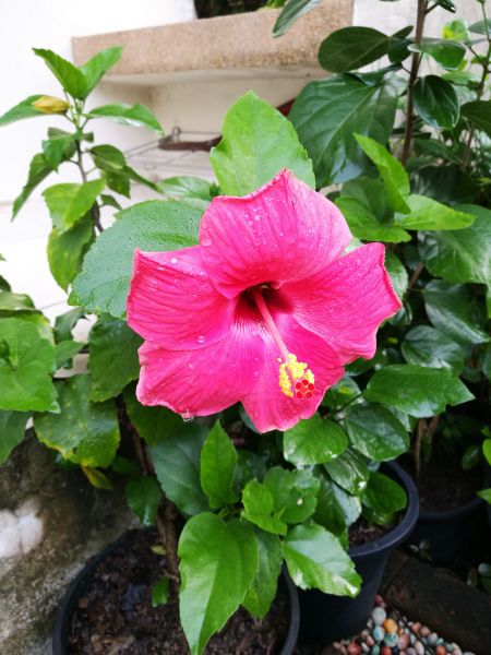 Hibiscus Planting in Louisville