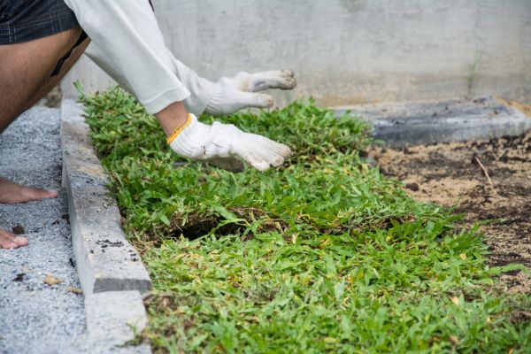 Ground Cover Planting in Louisville