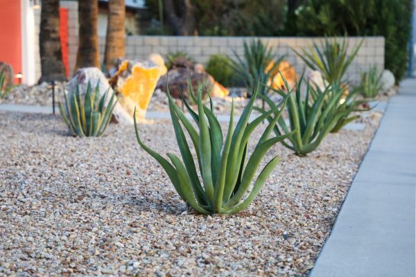 Drought Resistant Landscaping in Louisville