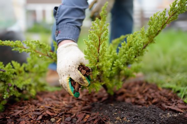 Church Mulching in Louisville