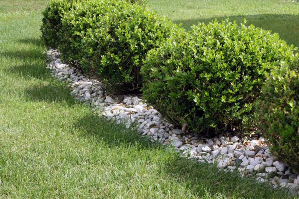 Boxwood Planting in Louisville