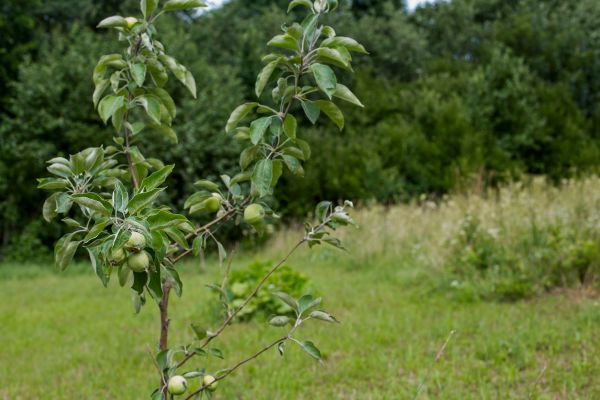 Apple Tree Planting in Louisville