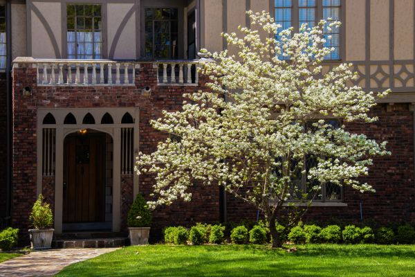 Dogwood Tree Planting in Louisville