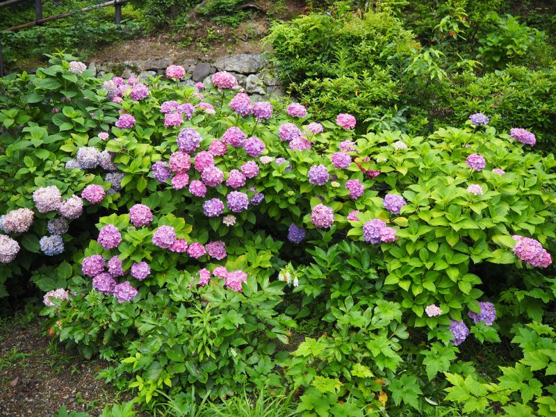 Hydrangea Landscaping