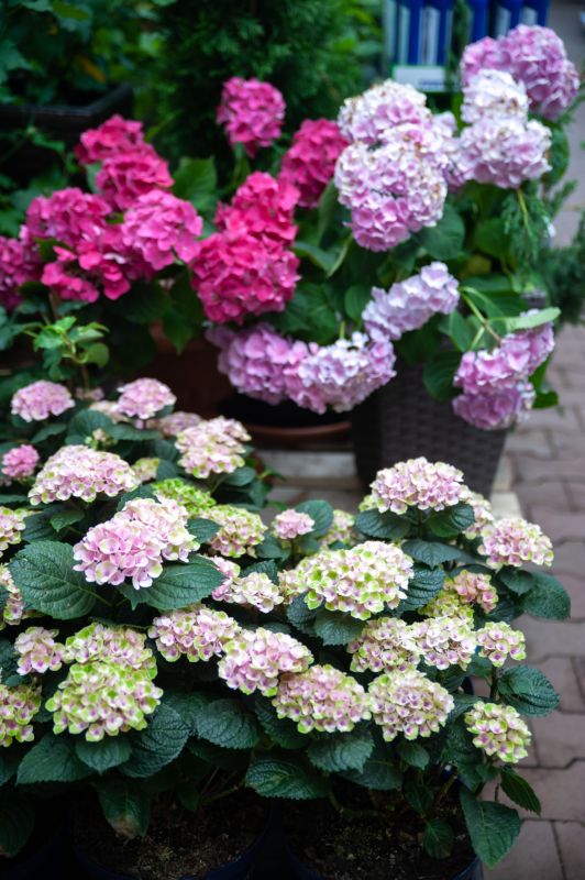 Hydrangea Landscaping
