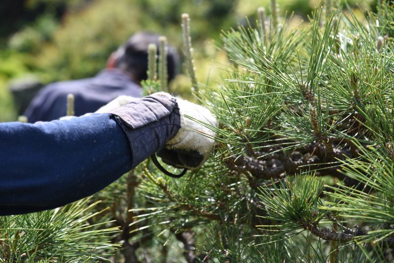 Pine Tree Planting