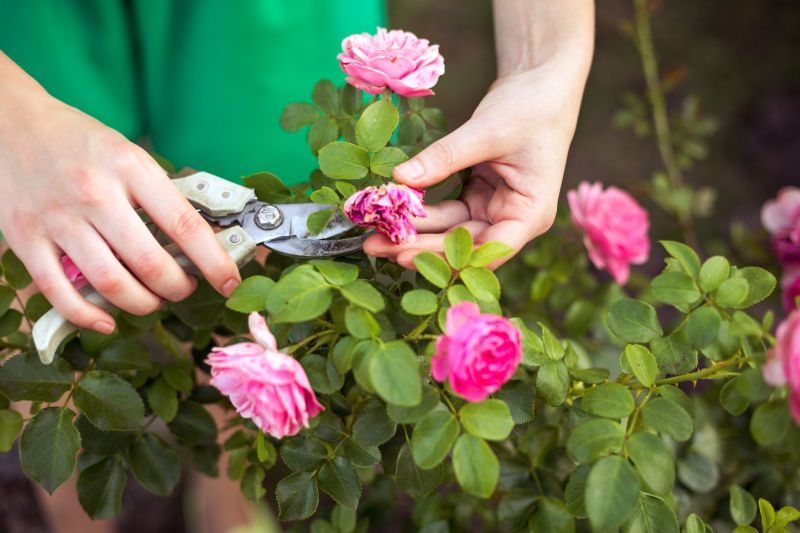Rose Bush Planting